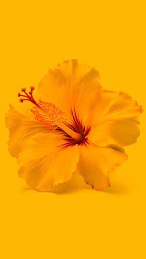 Vibrant Yellow Hibiscus Aesthetic Wallpaper