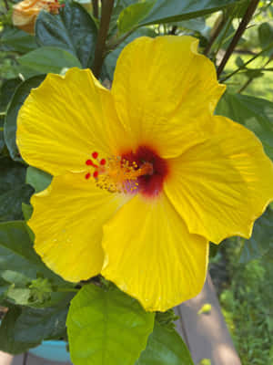 Vibrant Yellow Hibiscus Bloom Wallpaper