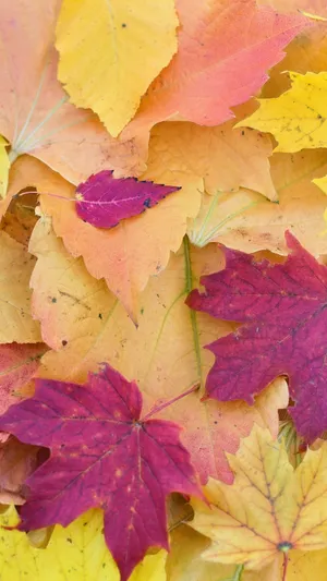 Vibrant Yellow Leaves Wallpaper