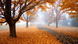 Vibrant Yellow Leaves In Autumn Wallpaper