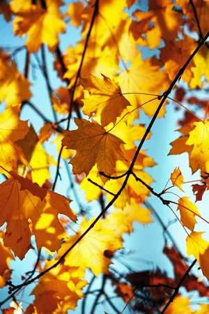 Vibrant Yellow Leaves In Autumn Wallpaper