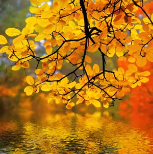 Vibrant Yellow Leaves In Autumn Wallpaper