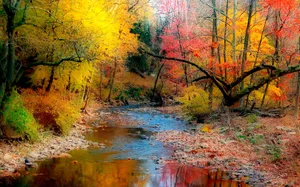 Vibrant Yellow Leaves In Autumn Wallpaper