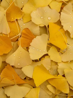 Vibrant Yellow Leaves In Autumn Wallpaper