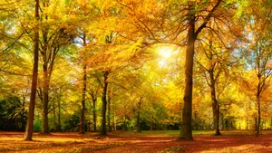 Vibrant Yellow Leaves In Fall Wallpaper