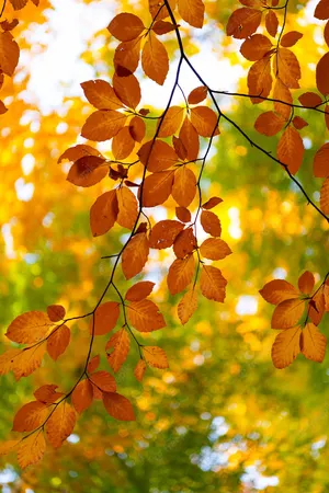 Vibrant Yellow Leaves In Fall Wallpaper
