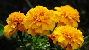 Vibrant Yellow Marigold Flowers Wallpaper