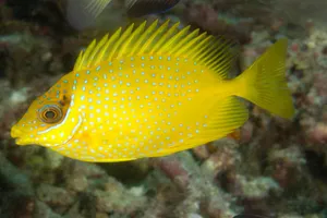 Vibrant Yellow Rabbitfish Underwater Wallpaper