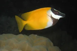 Vibrant Yellow Rabbitfish Underwater Wallpaper