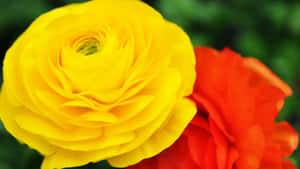 Vibrant Yellow Ranunculus Bloom Wallpaper