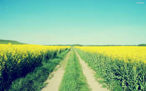 Vibrant_ Yellow_ Rapeseed_ Field_ Path.jpg Wallpaper