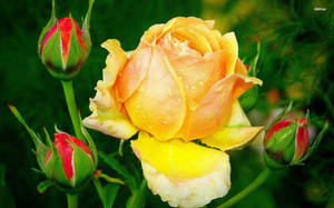 Vibrant Yellow Rose In Full Bloom Wallpaper
