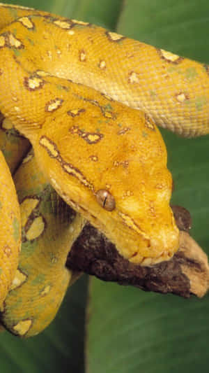 Vibrant Yellow Snake Coiled And Ready To Strike Wallpaper