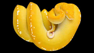 Vibrant Yellow Snake On A Dark Background Wallpaper