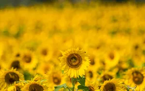 Vibrant Yellow Summer Field Wallpaper