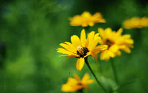 Vibrant Yellow Summer Fields Wallpaper