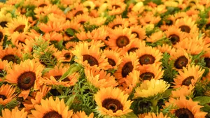 Vibrant Yellow Sunflower Field Wallpaper