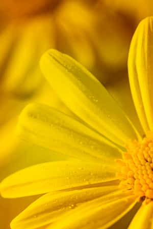 Vibrant Yellow Sunflower Standing Tall In The Garden With Bright Sunshine Wallpaper