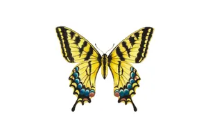 Vibrant Yellow Swallowtail Butterfly Wallpaper