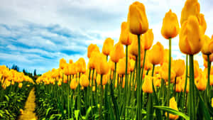 Vibrant Yellow Tulips In Bloom Wallpaper