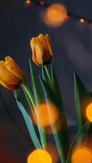 Vibrant Yellow Tulips In Full Bloom Wallpaper