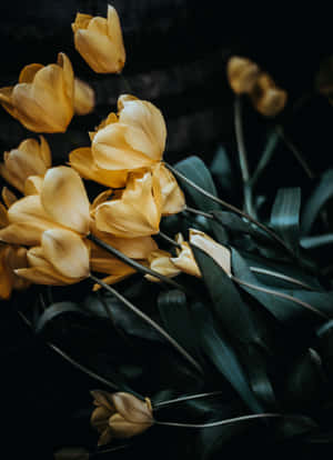 Vibrant Yellow Tulips In Full Bloom Wallpaper