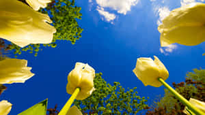 Vibrant Yellow Tulips In Full Bloom Wallpaper