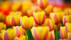 Vibrant Yellow Tulips In Full Bloom Wallpaper