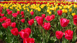 Vibrant Yellow Tulips In Full Bloom Wallpaper