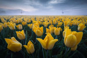 Vibrant Yellow Tulips In Full Bloom Wallpaper