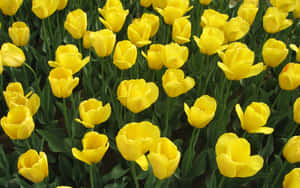 Vibrant Yellow Tulips In Full Bloom Wallpaper