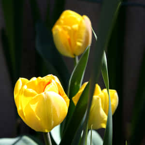 Vibrant Yellow Tulips In Full Bloom Wallpaper