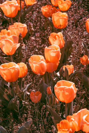 Vibrant Yellow Tulips In Full Bloom Wallpaper