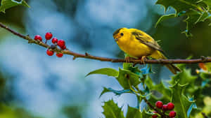 Vibrant Yellow Warbler Perched On A Branch Wallpaper