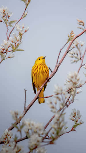 Vibrant Yellow Warbler Perched On A Branch Wallpaper