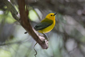 Vibrant Yellow Warbler Perched On A Branch Against A Natural Green Background Wallpaper