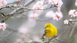 Vibrant Yellow Warbler Perched On A Branch Wallpaper