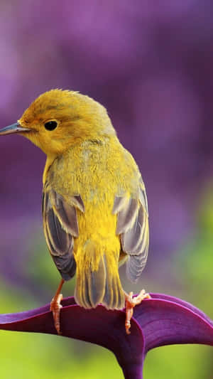 Vibrant Yellow Warbler Perched On A Branch Wallpaper