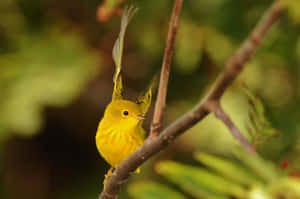 Vibrant Yellow Warbler Perched On A Branch Wallpaper