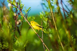 Vibrant Yellow Warbler Perched On A Branch Wallpaper