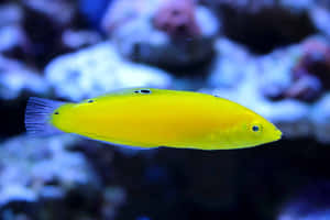 Vibrant Yellow Wrasse Swimming Wallpaper