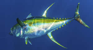 Vibrant Yellowfin Tuna Swimming Wallpaper