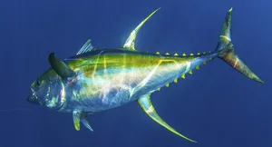 Vibrant Yellowfin Tuna Swimming Wallpaper