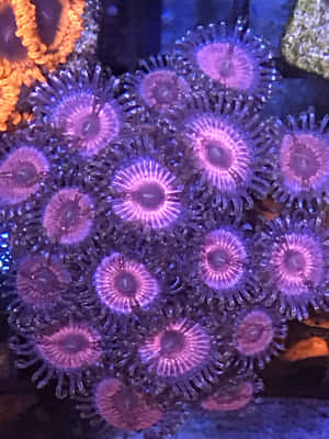 Vibrant Zoanthid Colony Aquarium Wallpaper