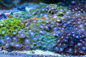 Vibrant Zoanthid Colony Aquarium Wallpaper