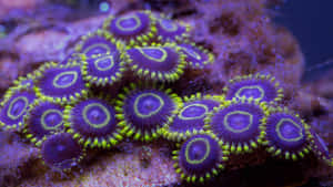 Vibrant Zoanthid Colony Aquatic Life Wallpaper