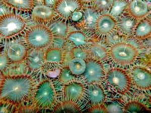 Vibrant_ Zoanthid_ Colony_ Closeup.jpg Wallpaper
