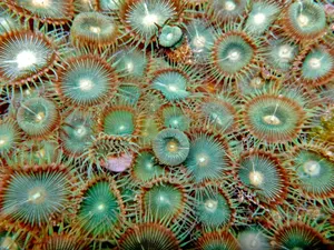 Vibrant_ Zoanthid_ Colony_ Closeup.jpg Wallpaper