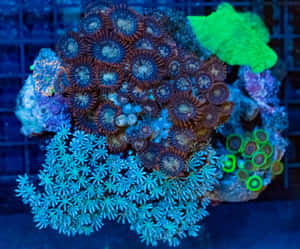 Vibrant Zoanthid Colony In A Coral Reef Wallpaper