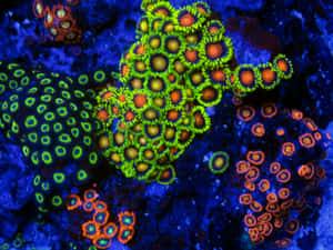 Vibrant Zoanthid Coral Reef Wallpaper